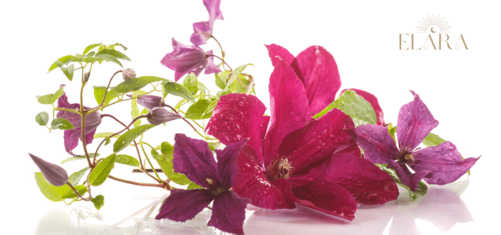 Bachblüte Clematis
