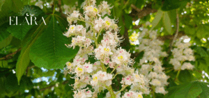 White Chestnut