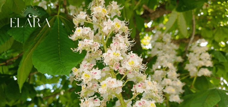 White Chestnut