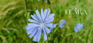 Bachblüte Chicory