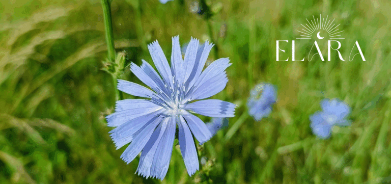 Bachblüte Chicory