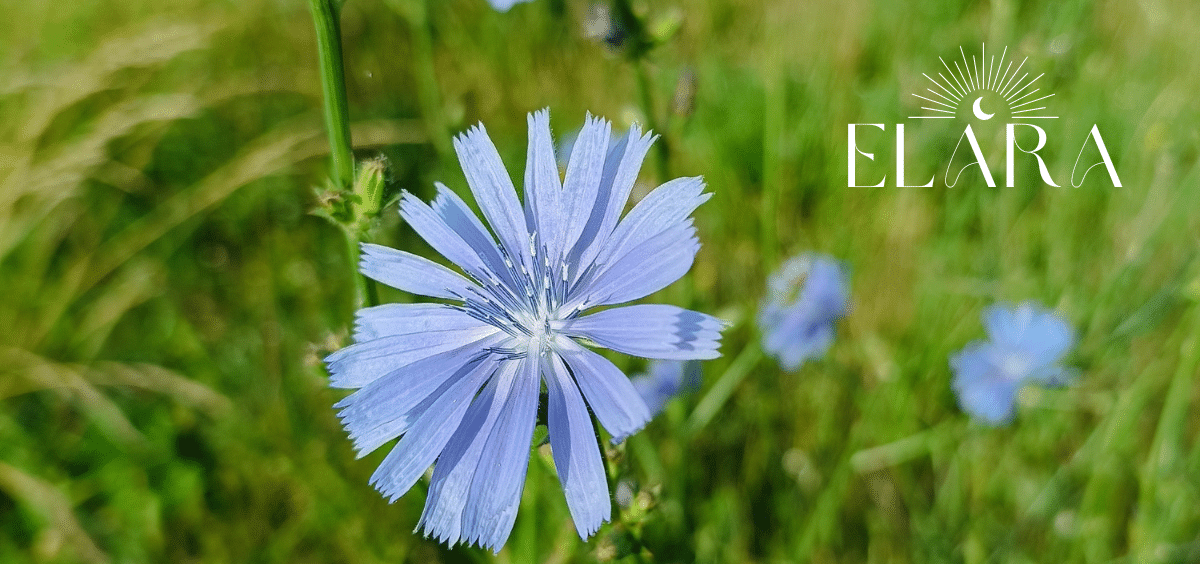 Bachblüte Chicory