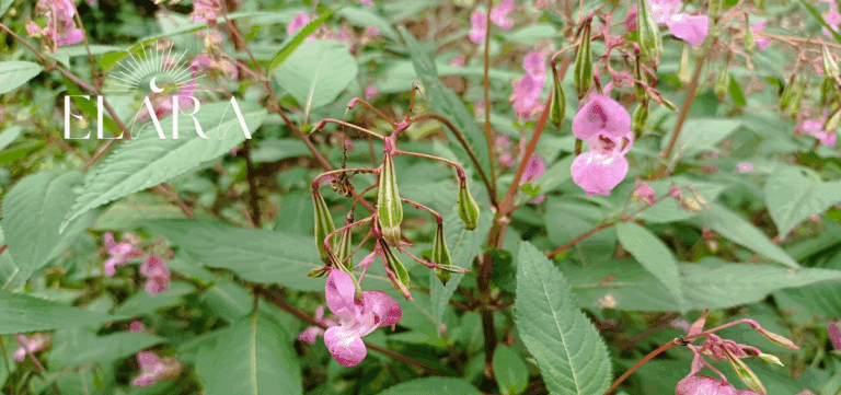 Bachblüte Impatiens