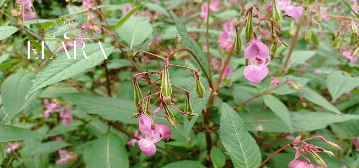 Bachblüte Impatiens